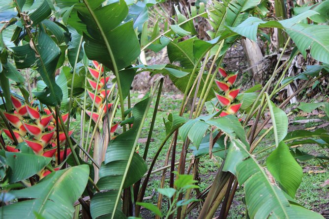 The Best of Saint Lucia Tour - Who will get the most from the $150 price
