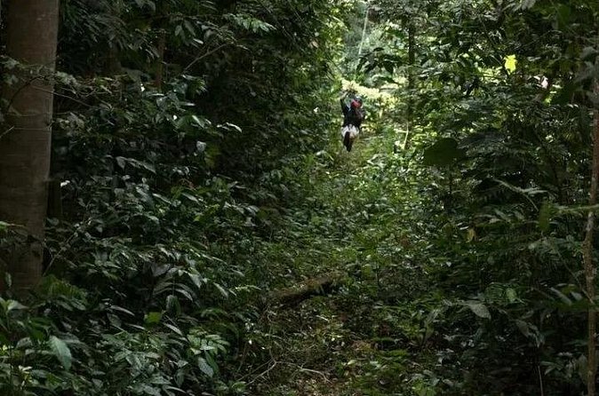 Treetop Adventure Park Canopy Tour - Who will enjoy this course most?