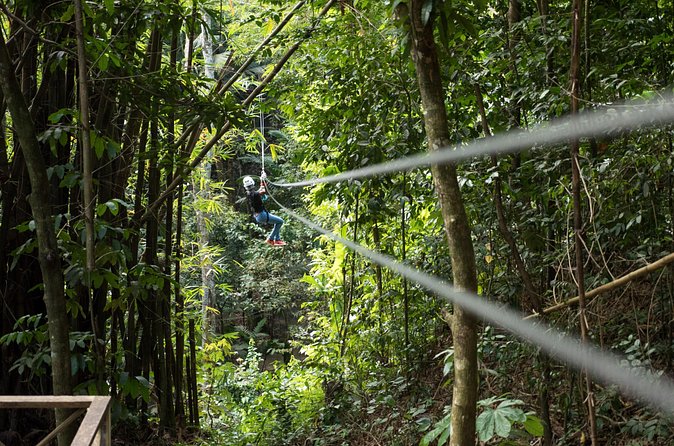 Treetop Canopy Adventure - Two net bridges and the value of slowing down