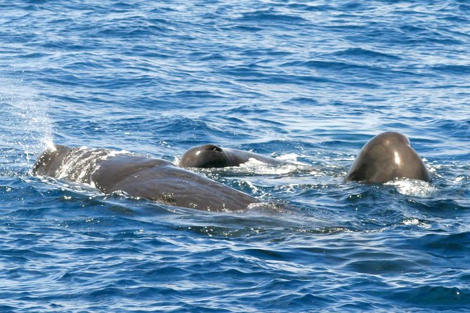 Whale and Dolphin Watching Cruise in St Lucia - Key points at a glance