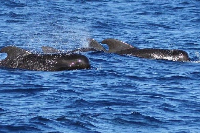 Whale and Dolphin Watching Cruise in St Lucia - What the wildlife search is really like