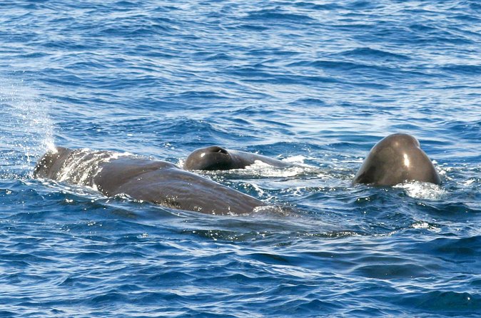 Whale and Dolphin Watching Cruise in St Lucia - St. Lucia from the water