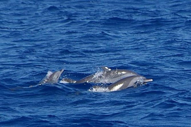 Whale and Dolphin Watching Cruise in St Lucia - How to improve your chances of enjoying it