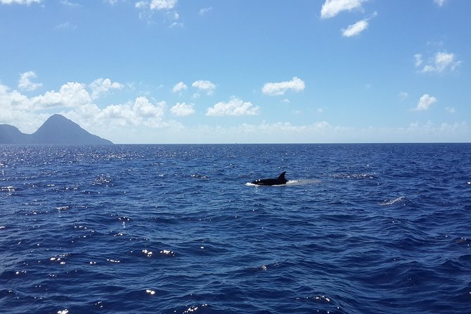 Whale Watching and Dolphin Spotting Cruise - Leaving Choc for St Lucia’s northern coast