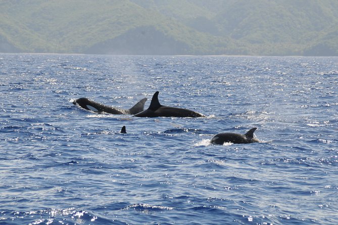 Whale Watching and Dolphin Spotting Cruise - A respectful approach to marine life