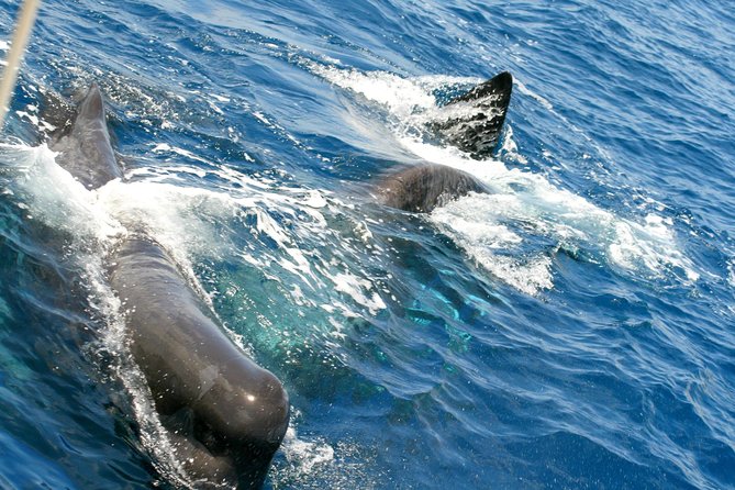 Whale Watching and Dolphin Spotting Cruise - Drinks, music, and the mood aboard