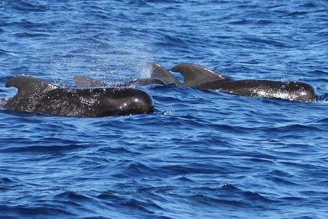 Whale Watching and Dolphin Spotting Cruise - The return run along St Lucia’s coast