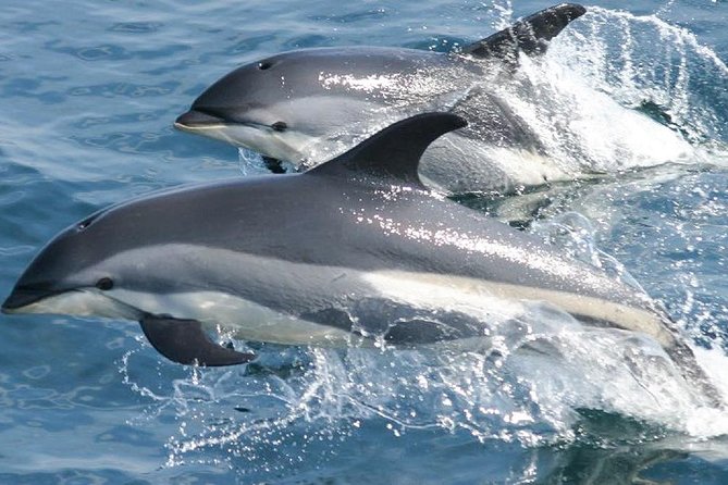Whale Watching and Dolphin Spotting Cruise - Is the $88 price good value?
