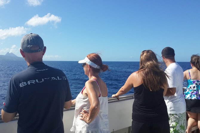 Whale Watching and Dolphin Spotting Cruise - The long search for whales and dolphins